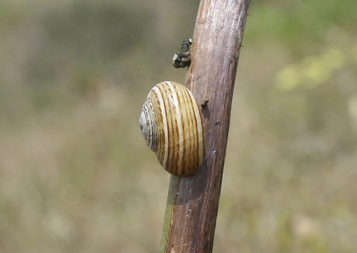 Theba pisana - Gasteropode corso